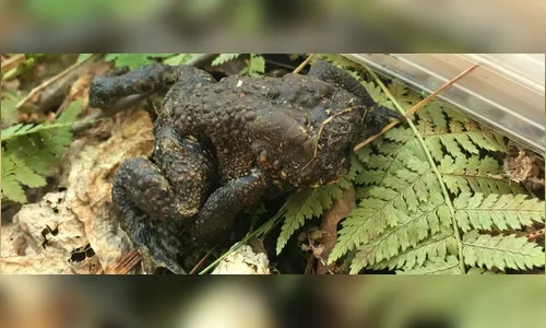 Sapo sem rosto é encontrado vagando em floresta