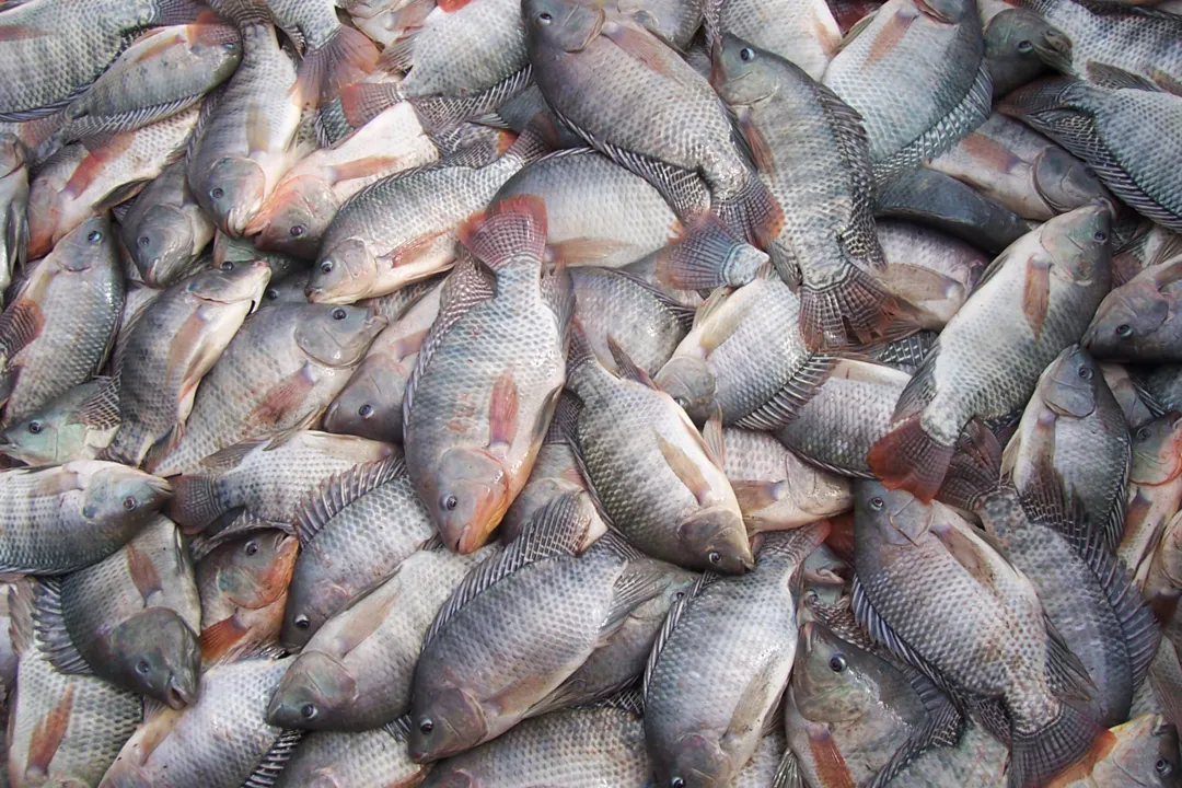 IAP regulamenta piscicultura em áreas consolidadas