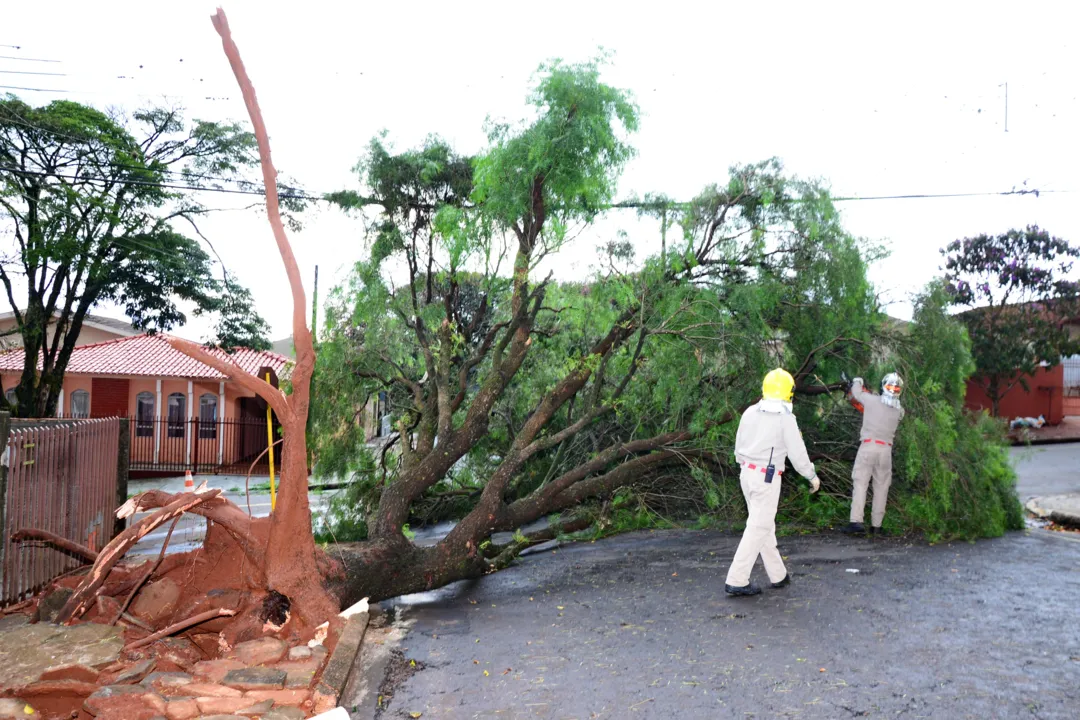 Árvore de grande porte caiu na Rua Osório Ribas de Paula, no Bairro Igrejinha. Foto: Delair Garcia