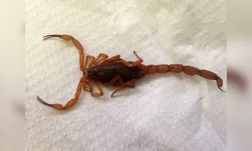 Registro de escorpiões amarelos gera alerta em Ivaiporã