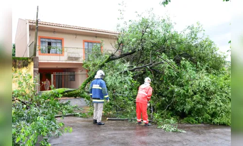 
							Chuva e vento derrubam árvores em Apucarana
						
						