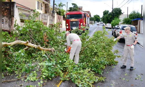 
							Chuva e vento derrubam árvores em Apucarana
						
						