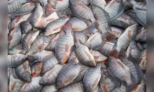 IAP regulamenta piscicultura em áreas consolidadas