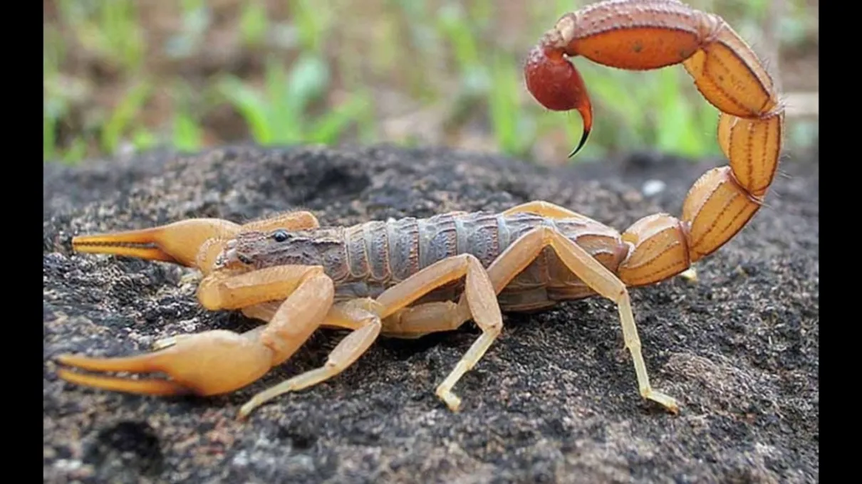 Escorpião amarelo gera alerta em Ivaiporã