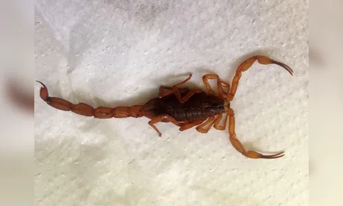 Escorpiões geram alerta em Ivaiporã