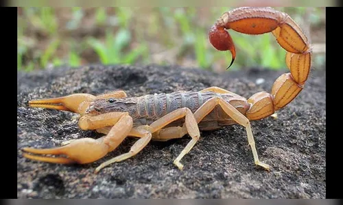 Escorpião amarelo gera alerta em Ivaiporã