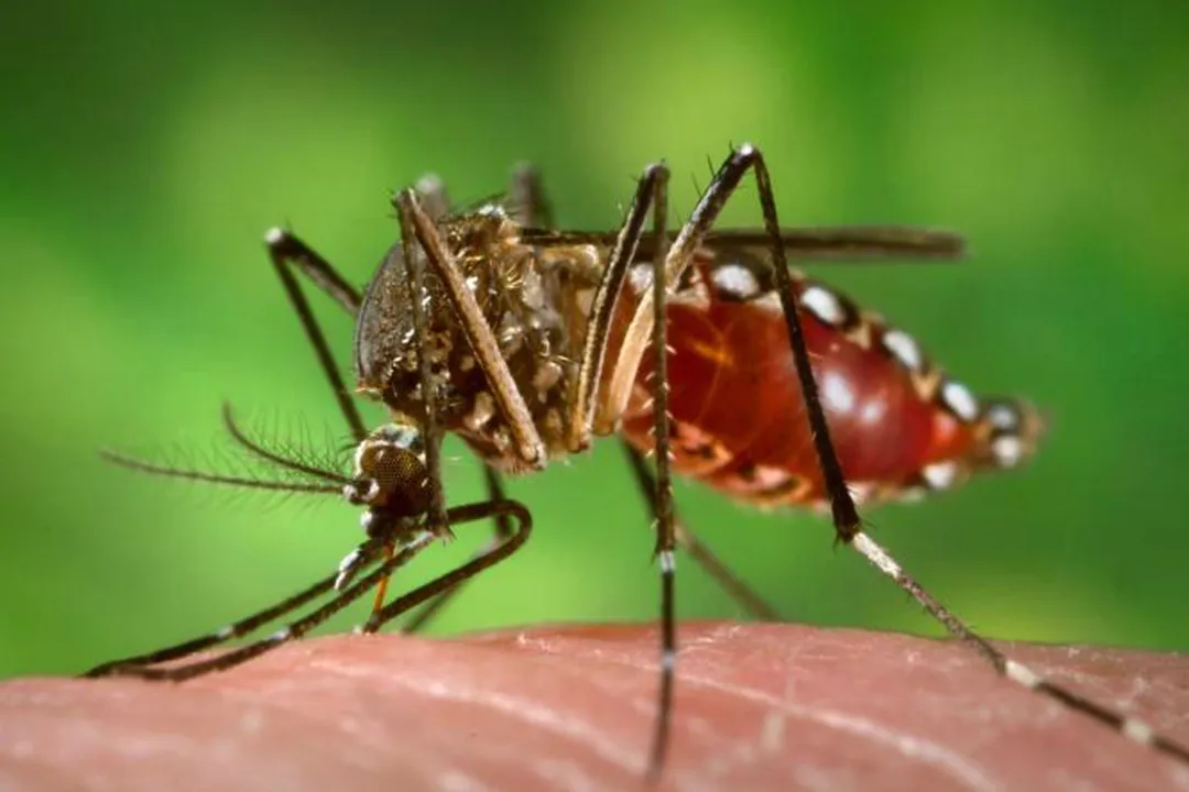 Campanha da vacina da dengue começa nesta terça-feira no Estado
