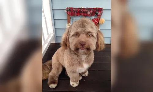 Por que é que tanta gente tá achando que este cãozinho tem cara de humano?