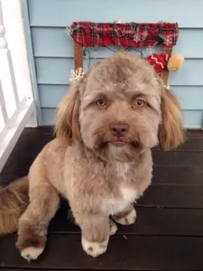 Por que é que tanta gente tá achando que este cãozinho tem cara de humano?