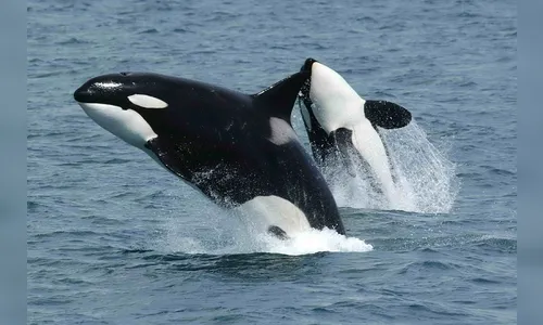 Cientistas filmam orcas devorando golfinho; veja vídeo