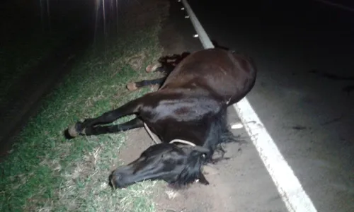 Jovem fica gravemente ferido após colisão de moto contra cavalo em Apucarana