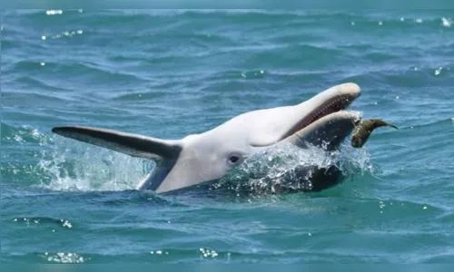 Golfinhos australianos usam toxina de baiacus para ficarem chapados