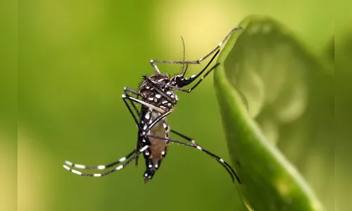 Justiça autoriza empresa a comercializar Aedes aegypti modificado