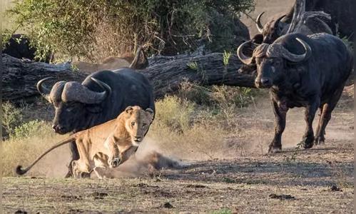 Mãe búfala expulsa 14 leões para lamentar morte do filhote; veja vídeo
