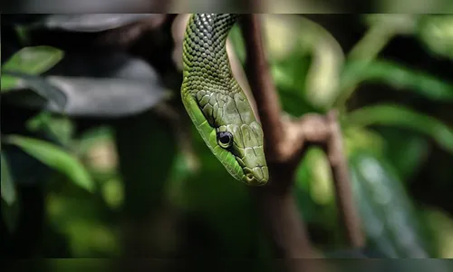 Ave é filmada comendo cobra viva; veja vídeo