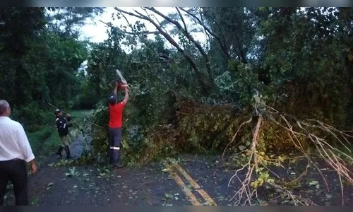 Carro se choca contra árvore caída em via pública na zona leste de Apucarana
