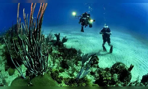 Oceanógrafos fazem vídeo inédito de criatura misteriosa das profundezas do mar; assista