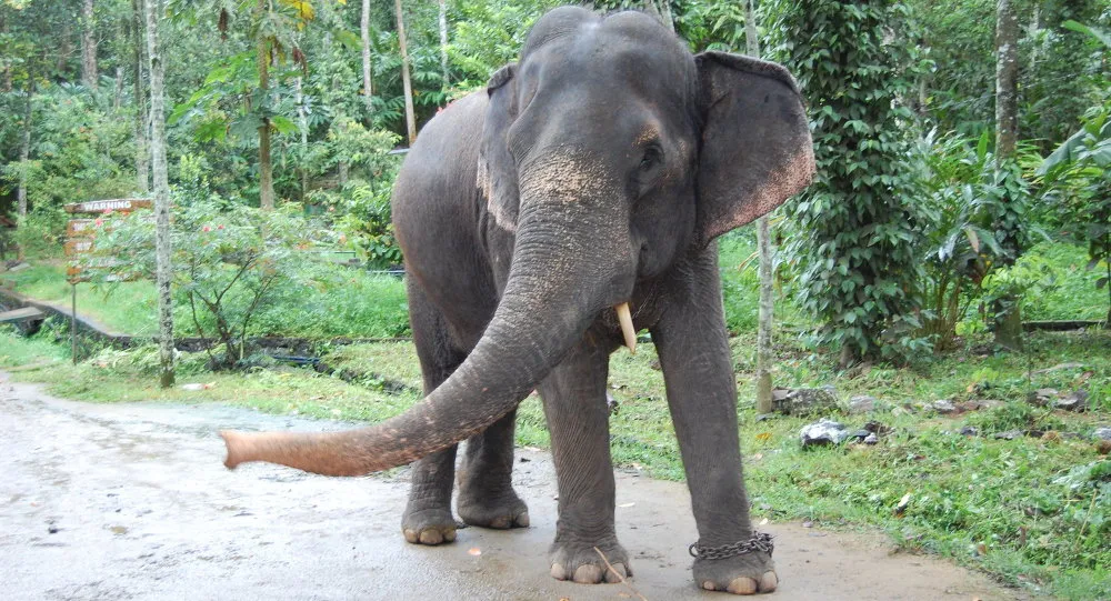 Filmado elefante 'fumando' em floresta indianaCC BY 2.0 / Simon Williams-Im