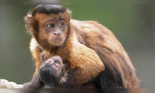Macaco com cara 'humana' e depressiva atrai visitantes a zoológico chinês, veja vídeo