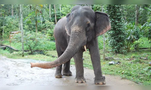 Elefante é filmado fumando na floresta