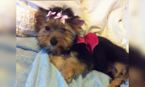 Suspeito de espancar cachorrinha yorkshire até a morte é exonerado de secretaria