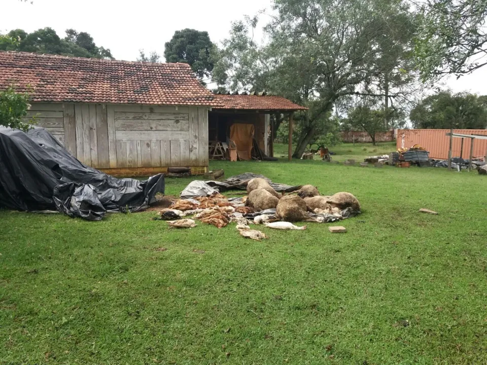 Dezenas de animais foram achados mortos em imóveis rurais de São José dos Pinhais, na RMC - Foto: Amanda Menezes/RPC