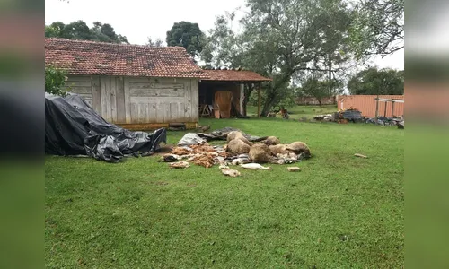 Dezenas de animais são achados mortos em propriedades rurais no PR