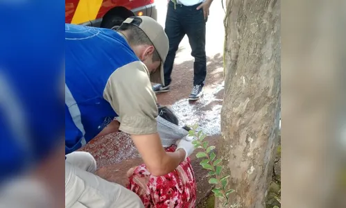 Mulher fica ferida após tentar separar briga entre cães