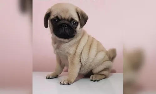 Dupla armada invade feira de animais e rouba pelo menos 12 filhotes