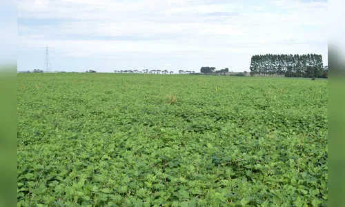 Preço incerto faz feijão ‘sumir’ das propriedades da região