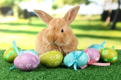 Saiba porque ovos e coelhos são símbolos da Páscoa