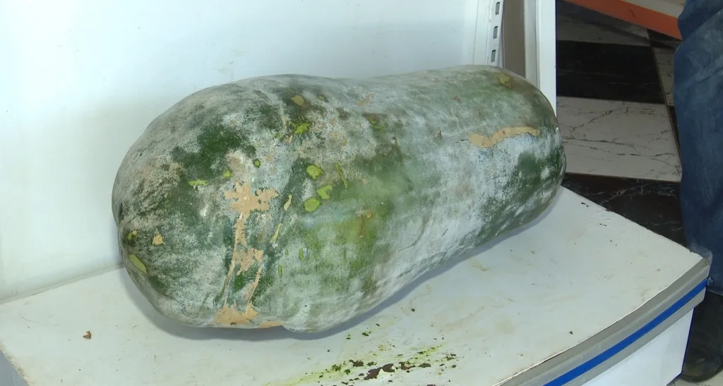 O pepino gigante colhido em Cascavel  tem 70 centímetros e 41 kg - Foto: Reprodução/RICTV