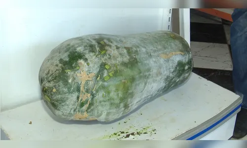 Pepino gigante de 41 kg é colhido no Paraná
