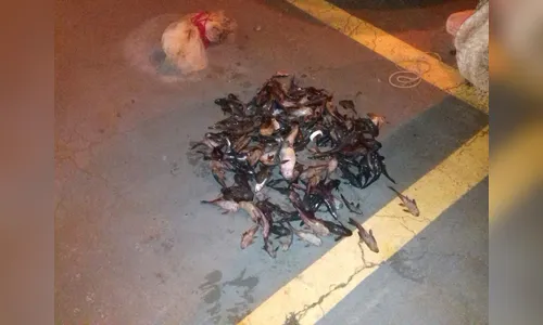   Quatro homens são detidos por pesca predatória em Borrazópolis