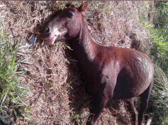 Cavalos são envenenados e mortos a tiros em Cambé - Foto: Reprodução/RICTV/RICMAIS  Londrina​