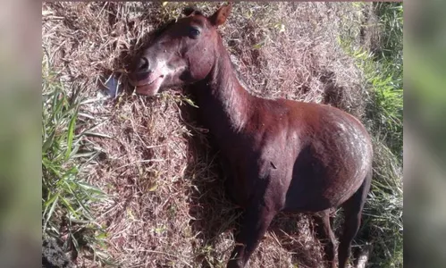 Cavalos são envenenados e mortos a tiros em Cambé