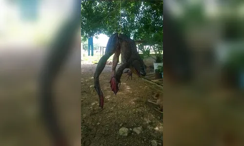 Foto de rã gigante viraliza nas redes sociais: verdade ou farsa?