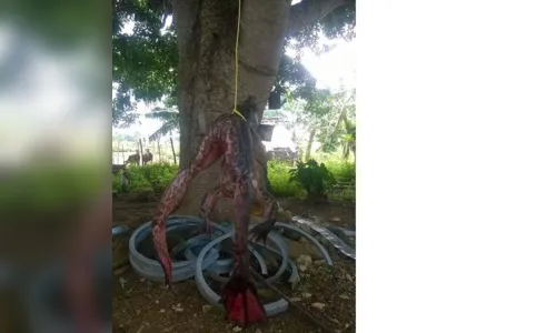 
							Foto de rã gigante viraliza nas redes sociais: verdade ou farsa?
						
						