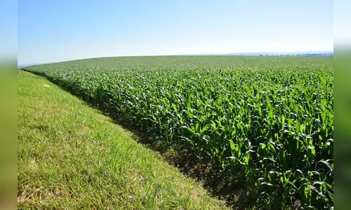 Apesar do preço em alta, safra de milho tem leve recuo no Vale
