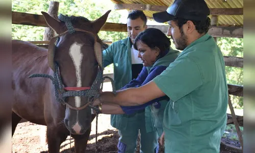 Adapar inicia investigação sobre doença de equinos