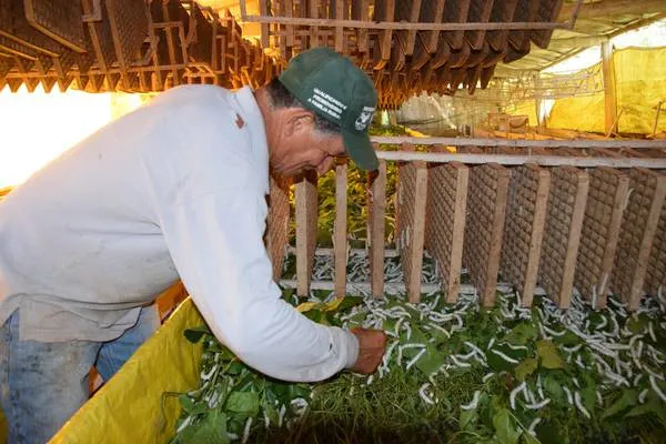 Bicho-da-seda garante renda extra para produtores rurais do Vale do Ivaí