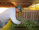 Bicho-da-seda garante renda extra para produtores rurais do Vale do Ivaí