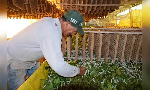 Bicho-da-seda garante renda extra para produtores rurais do Vale do Ivaí