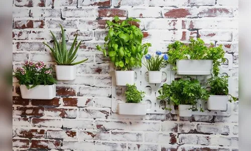 Jardins verticais são alternativa à falta de espaço