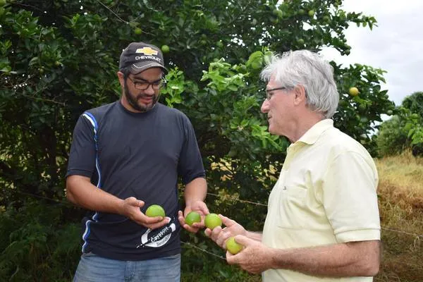 Com mercado garantido, limão taiti vira alternativa para a fruticultura