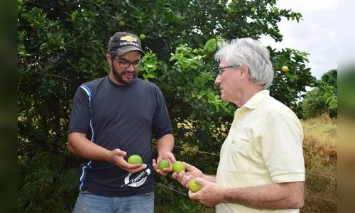 Com mercado garantido, limão taiti vira alternativa para a fruticultura