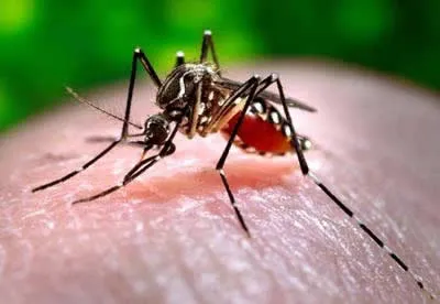 São João do Ivaí é o primeiro município do Paraná com epidemia de dengue em 2018