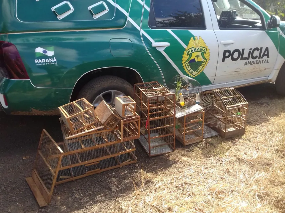 Polícia Ambiental apreendeu cinco pássaros silvestres. Foto: Divulgação/PM