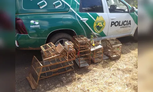 Procurado por homicídio é preso com cinco pássaros silvestres em Mauá da Serra