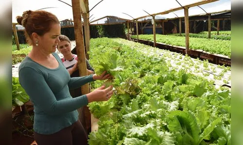 Hidroponia ganha espaço no Vale do Ivaí